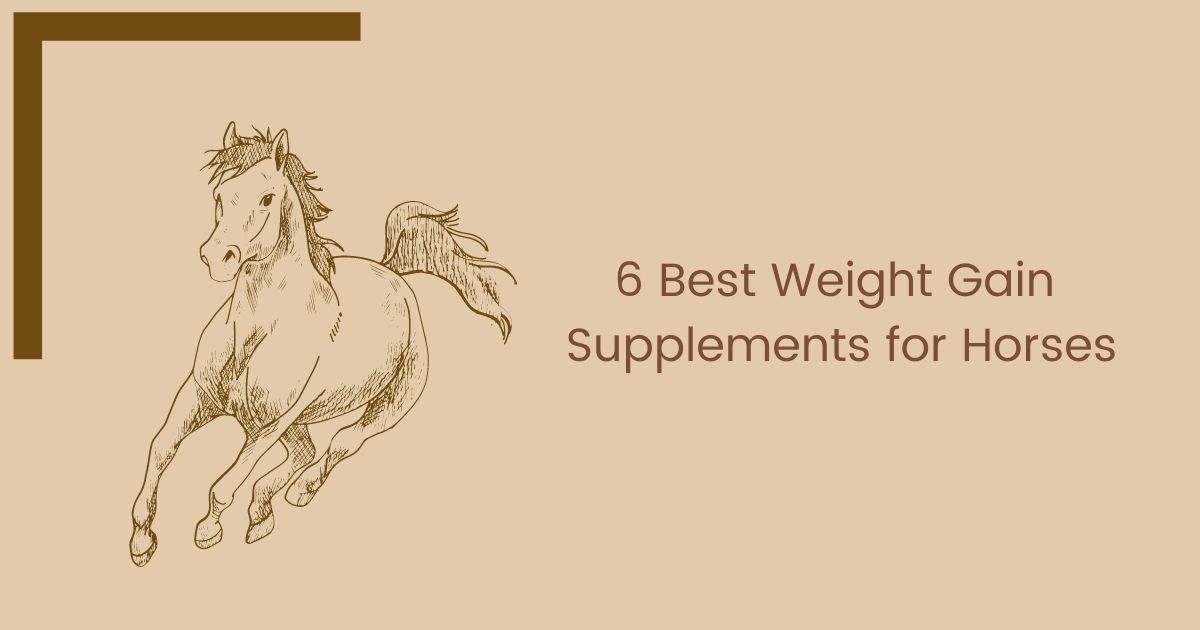 6 Best Weight Gain Supplements for Horses