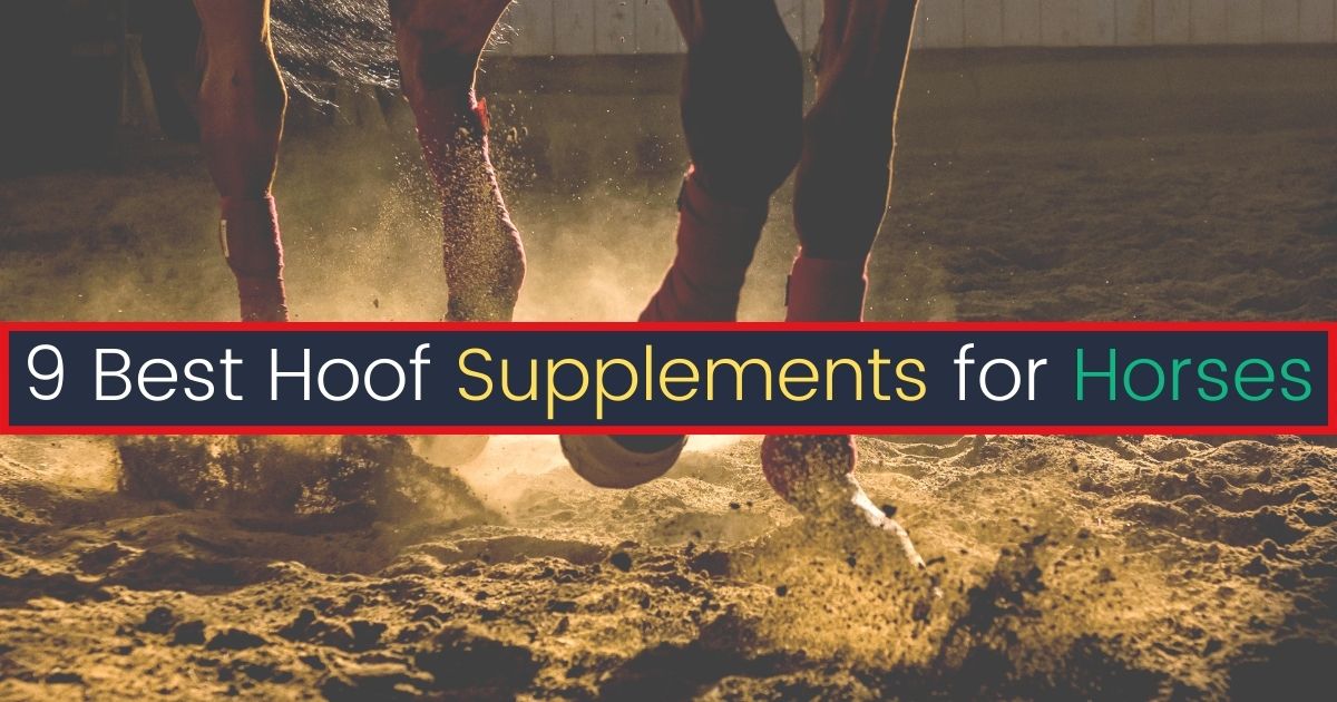 best hoof supplements for horses