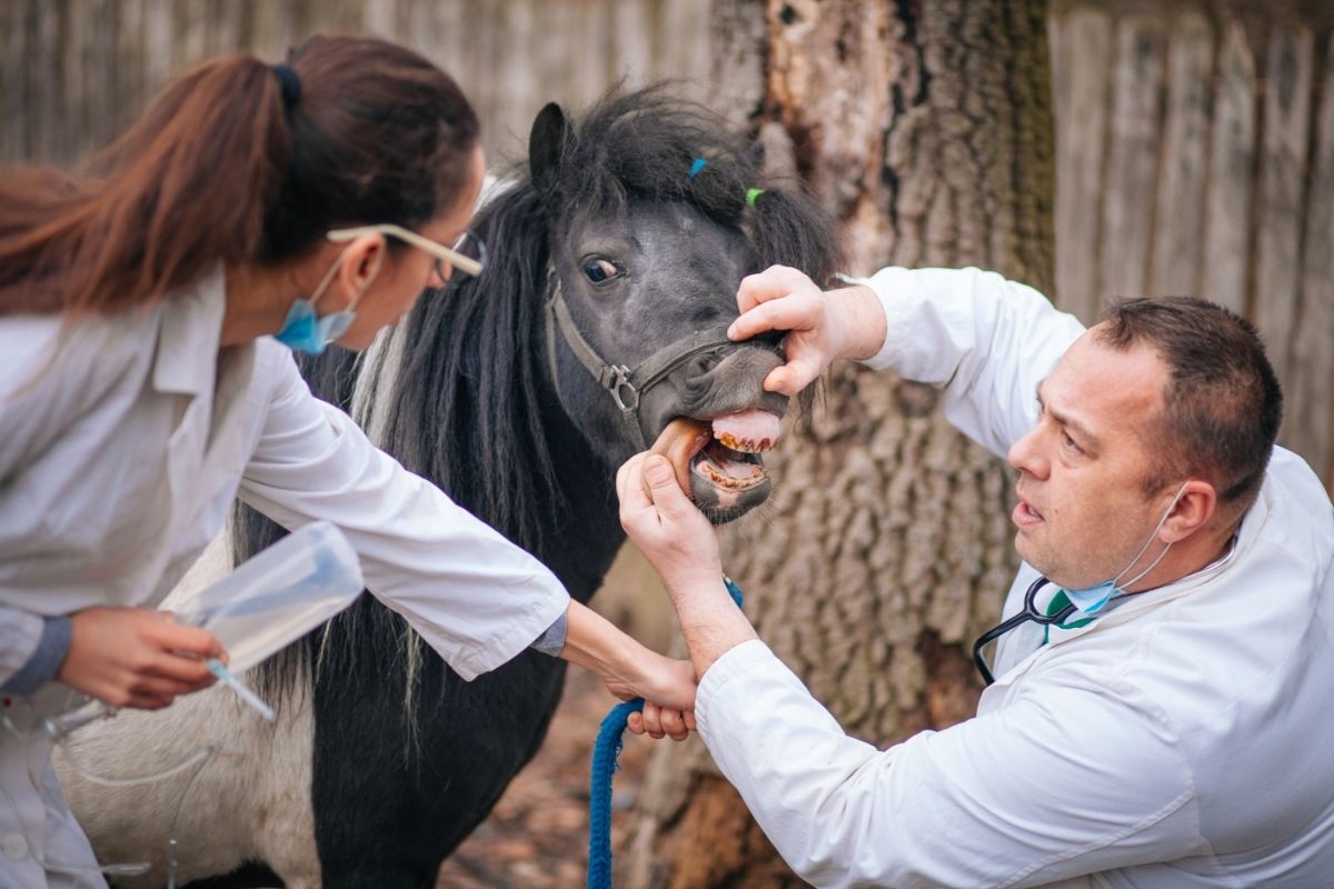 A vet inspecting a horse's teeth 