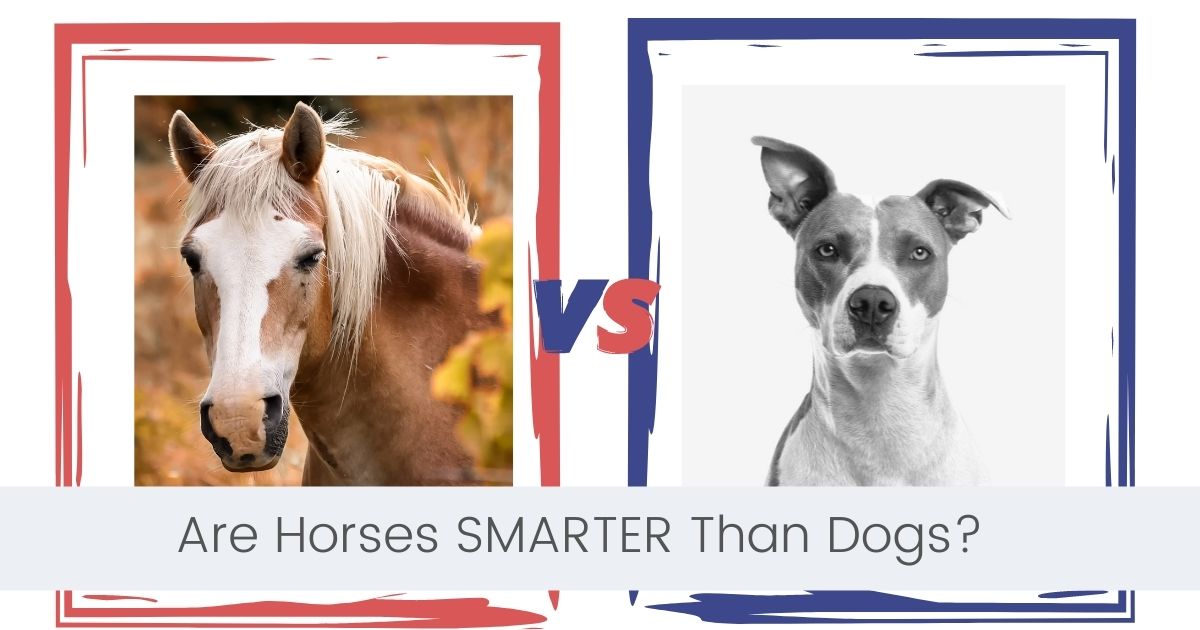 are horses smarter than dogs