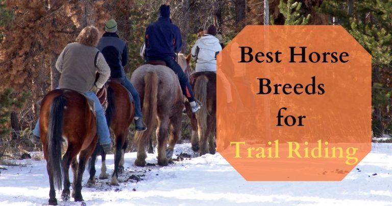 Best Horse Breeds for TRAIL Riding
