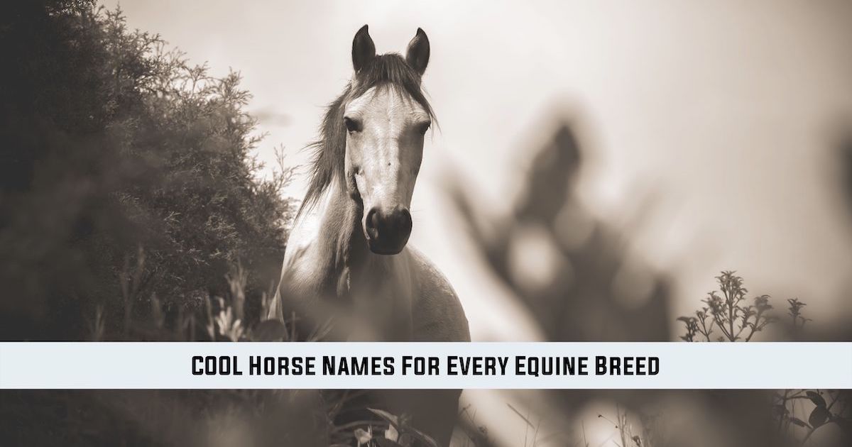 cool horse names