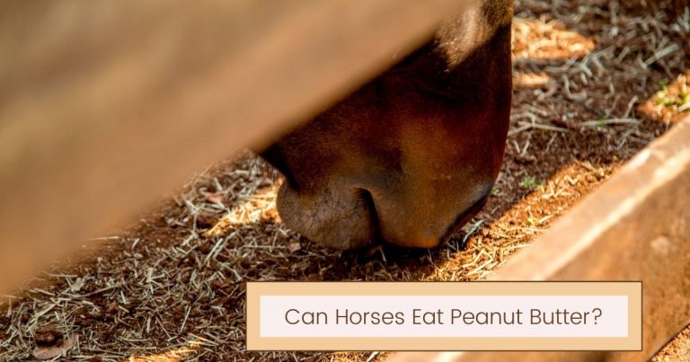 can horses eat peanut butter