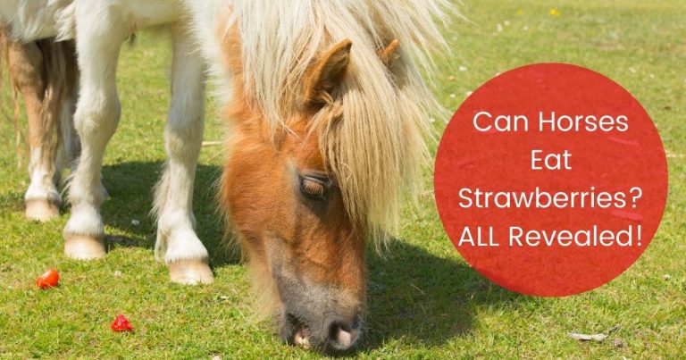 can horses eat strawberries