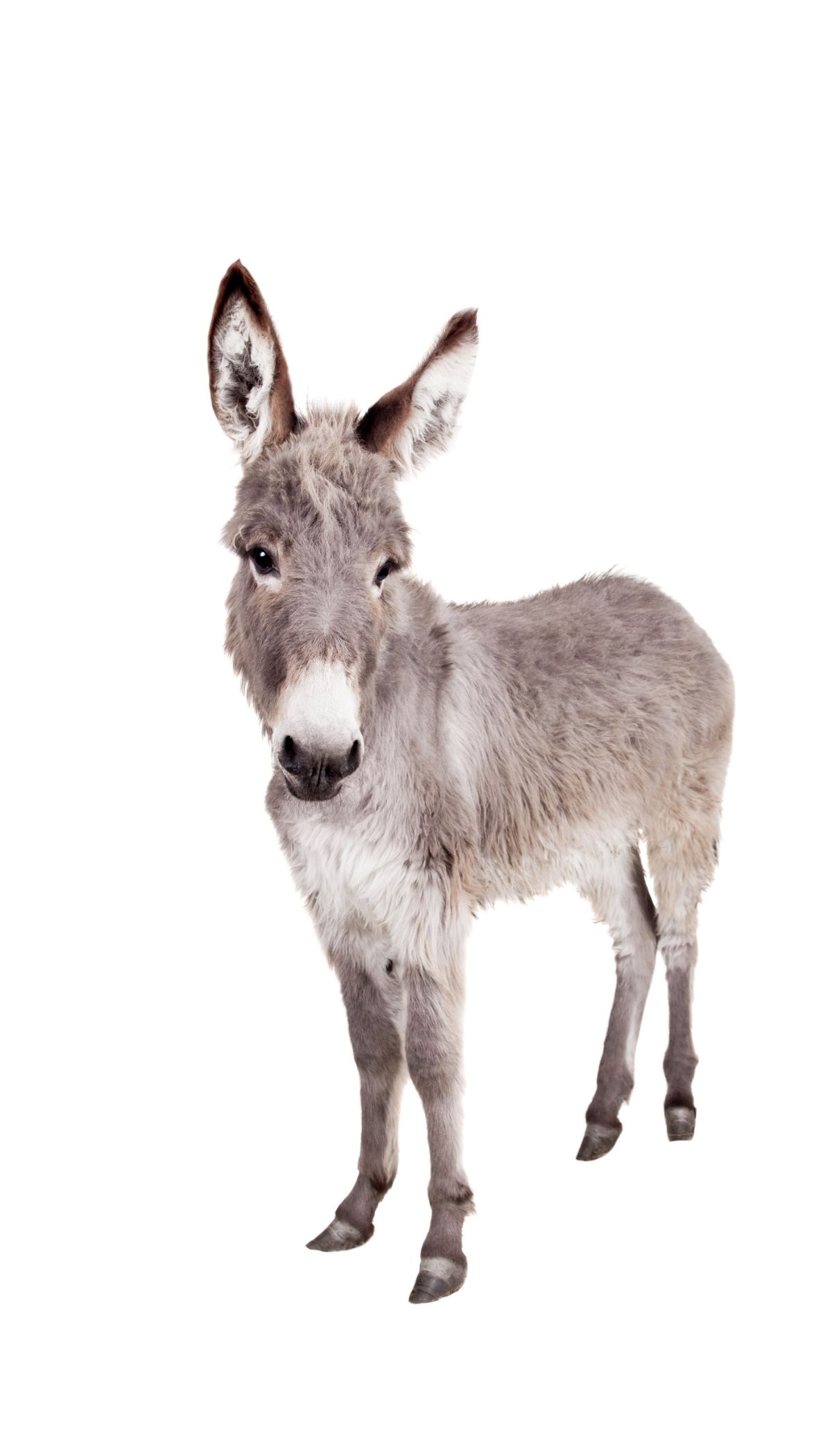 Donkey on white background