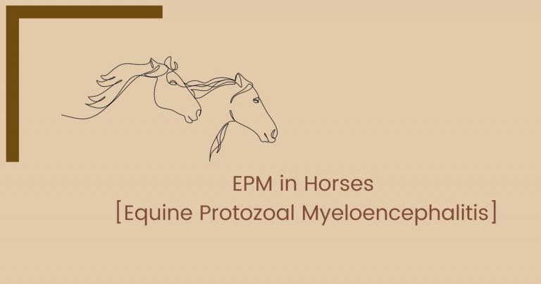 EPM in Horses [Equine Protozoal Myeloencephalitis]