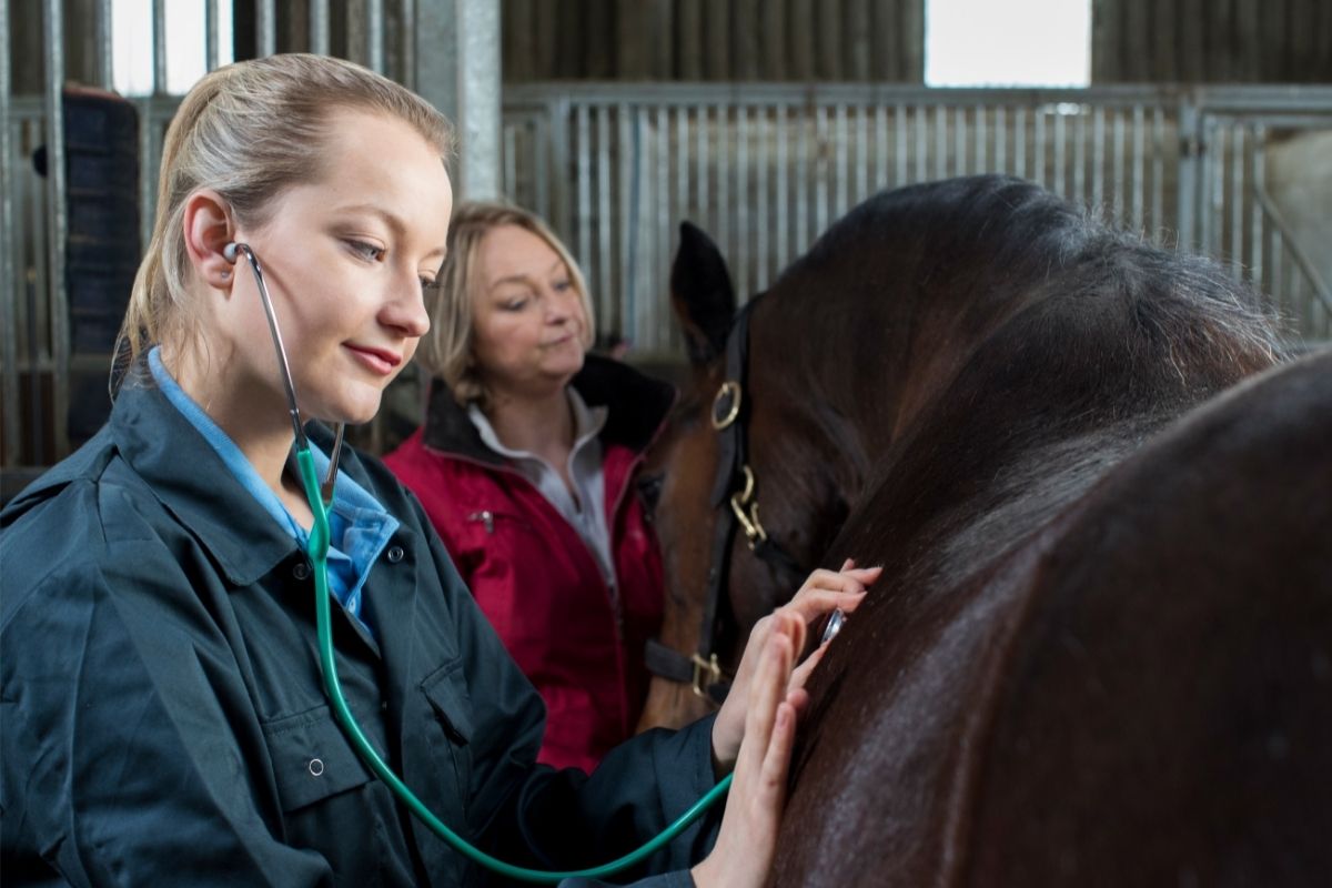 Female Vet Giving Medical Exam To Horse