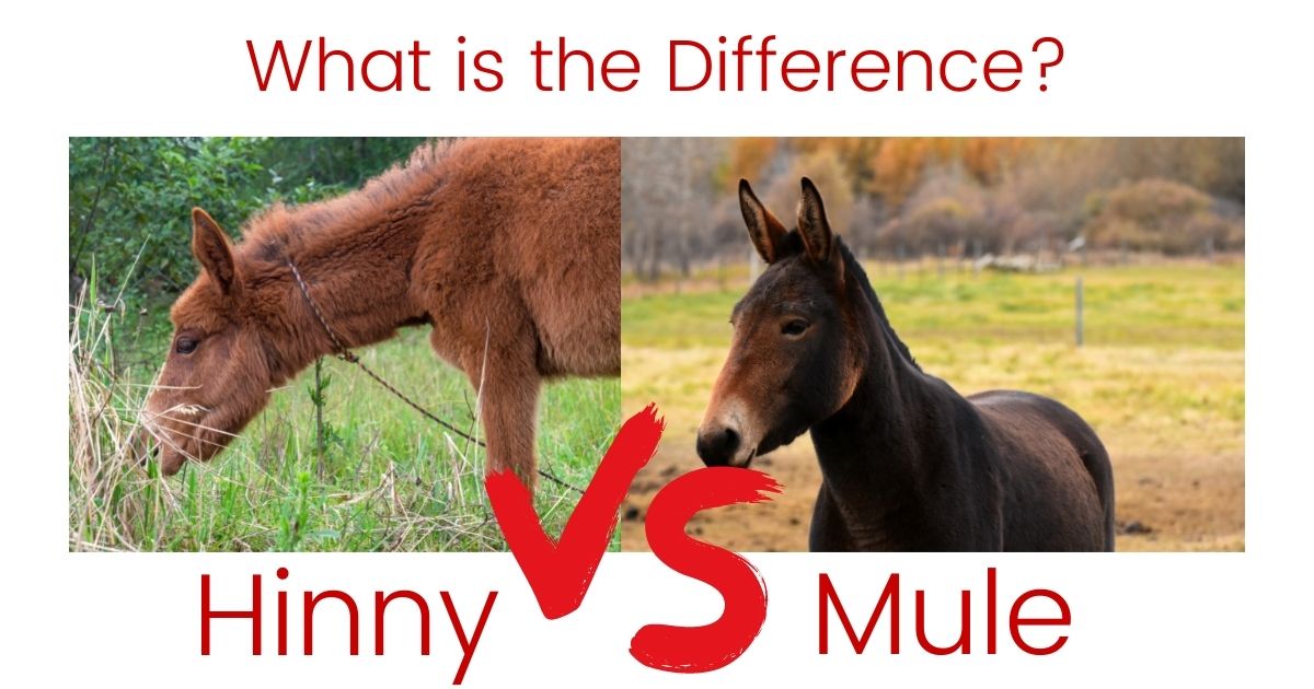 hinny vs mule