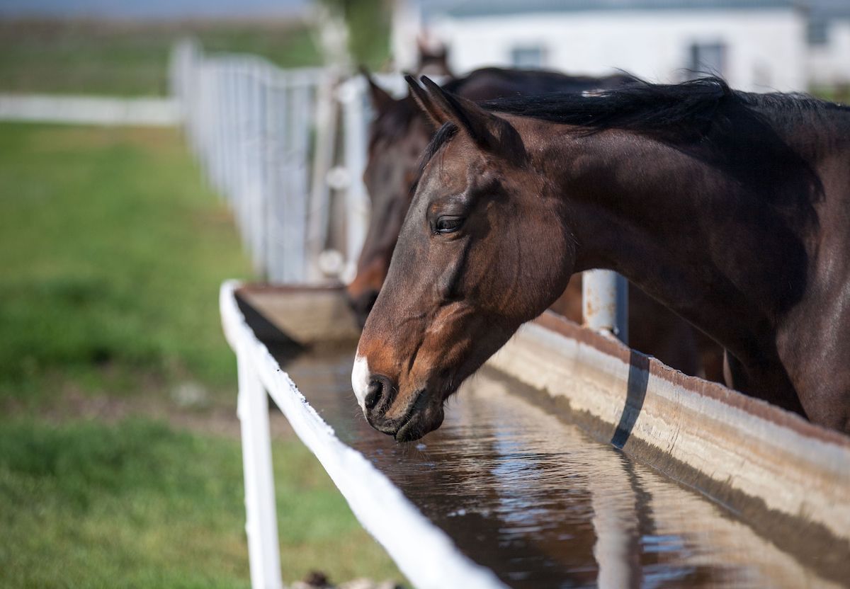 Horse drinks water