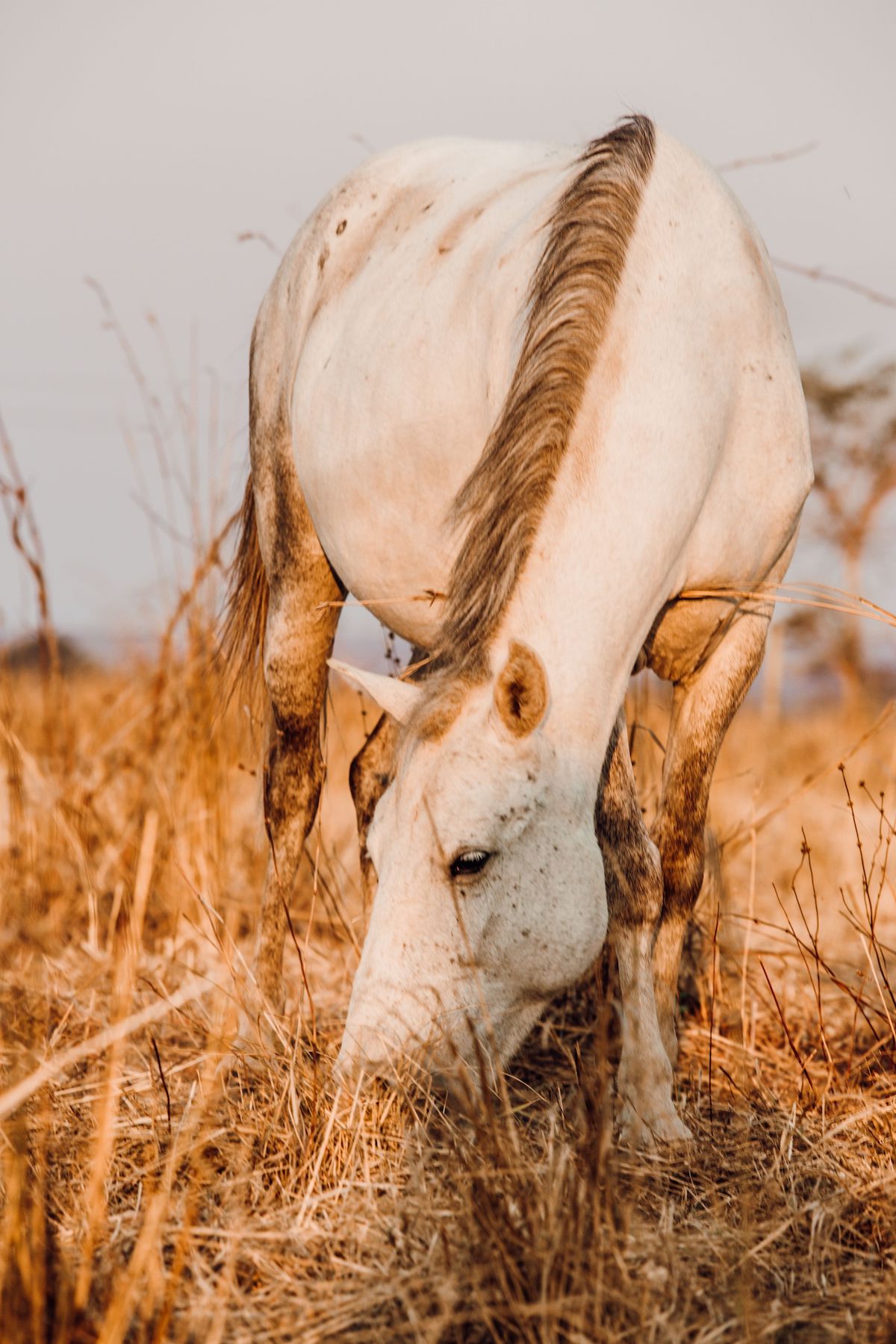Horse eating golden grass