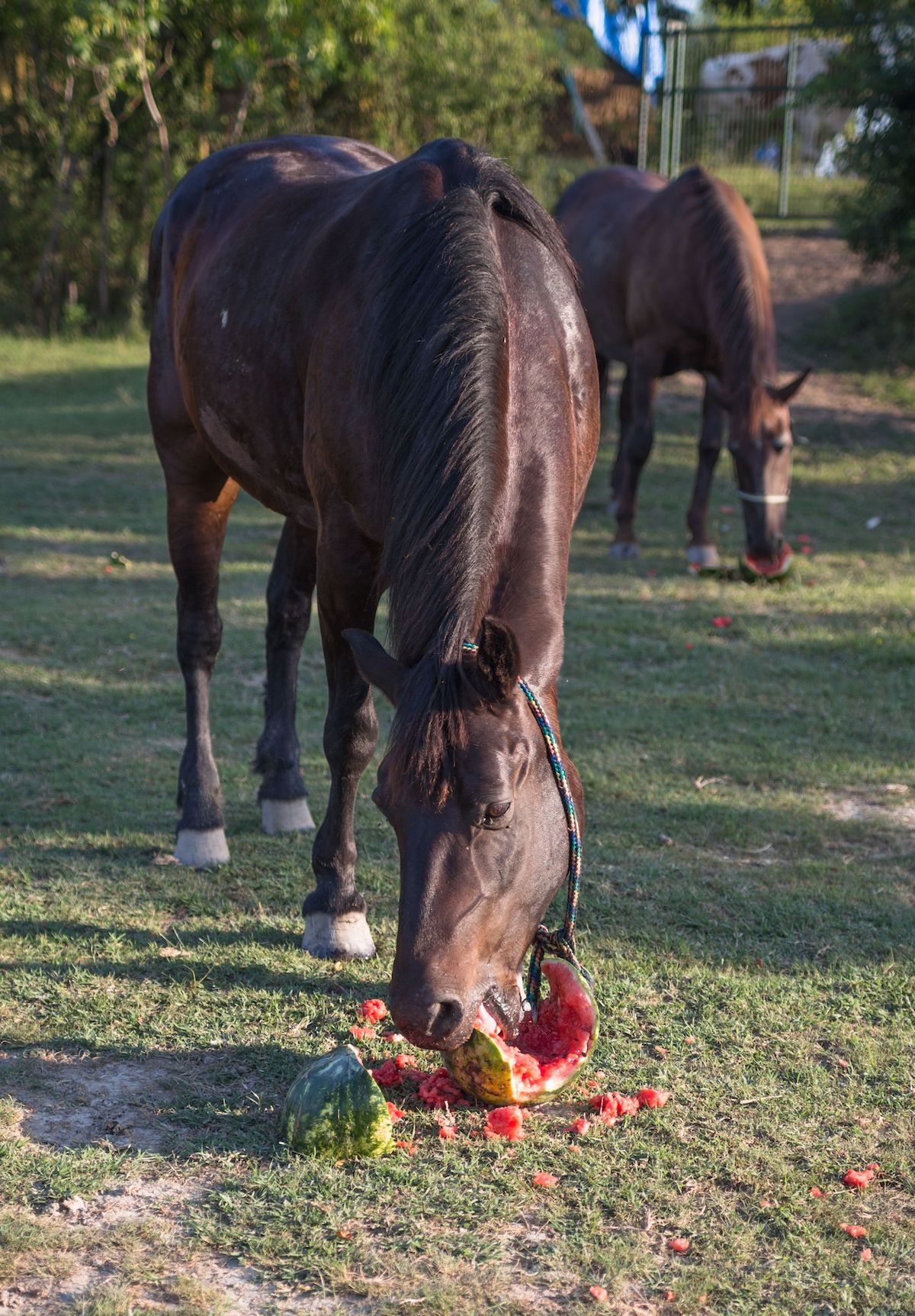 Horses eating watermelons
