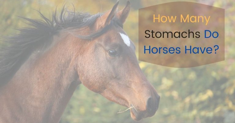 how many stomachs do horses have