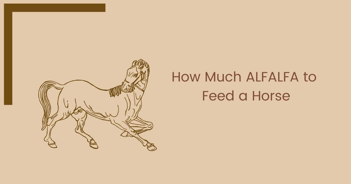 How Much ALFALFA to Feed a Horse