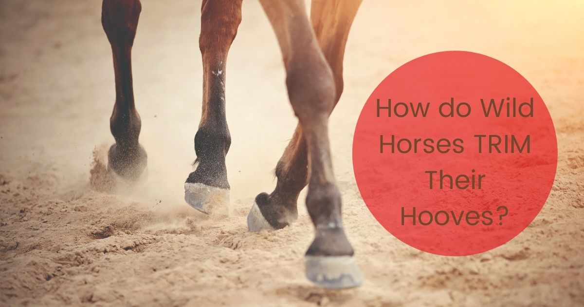 how do wild horses trim their hooves