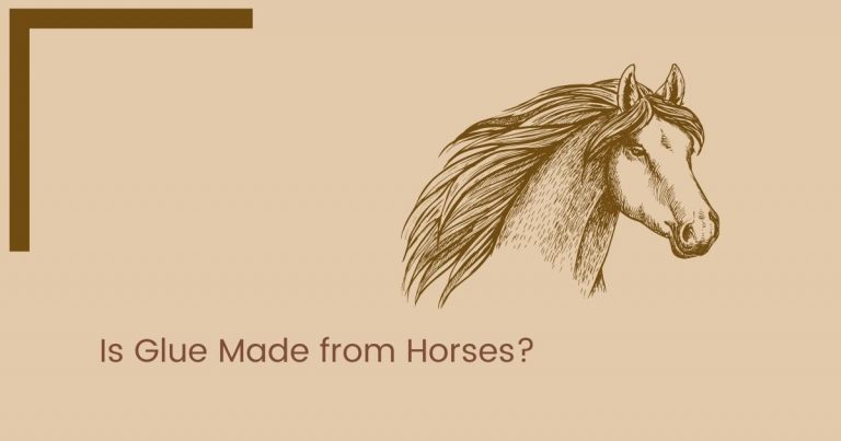 Is Glue Made from Horses
