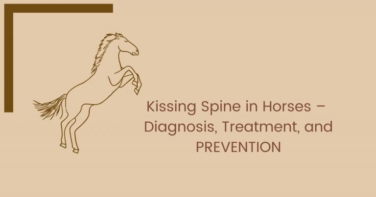 Kissing Spine in Horses – Diagnosis, Treatment, and PREVENTION