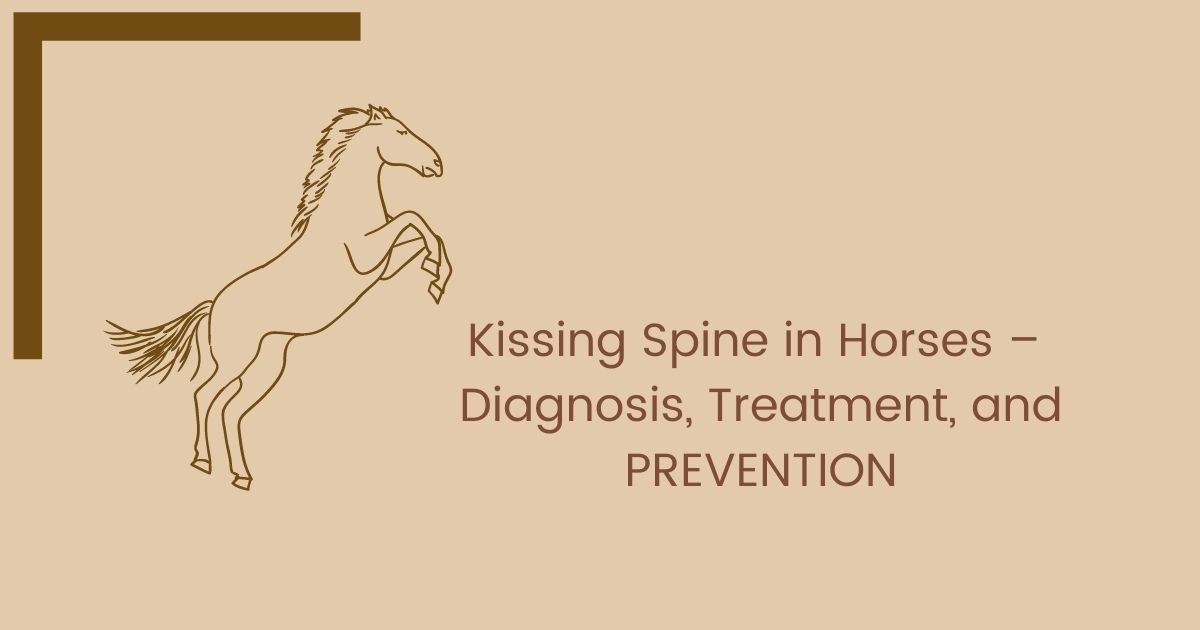 Kissing Spine in Horses – Diagnosis, Treatment, and PREVENTION