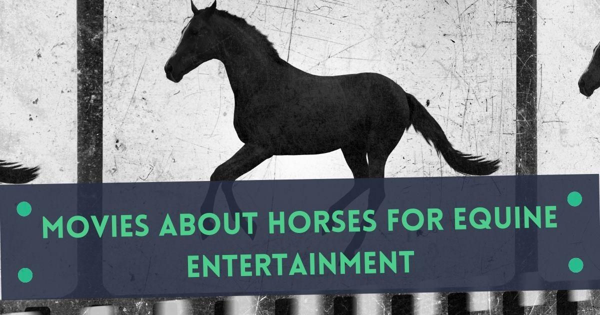 movies about horses