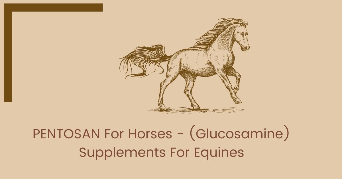 PENTOSAN For Horses - (Glucosamine) Supplements For Equines