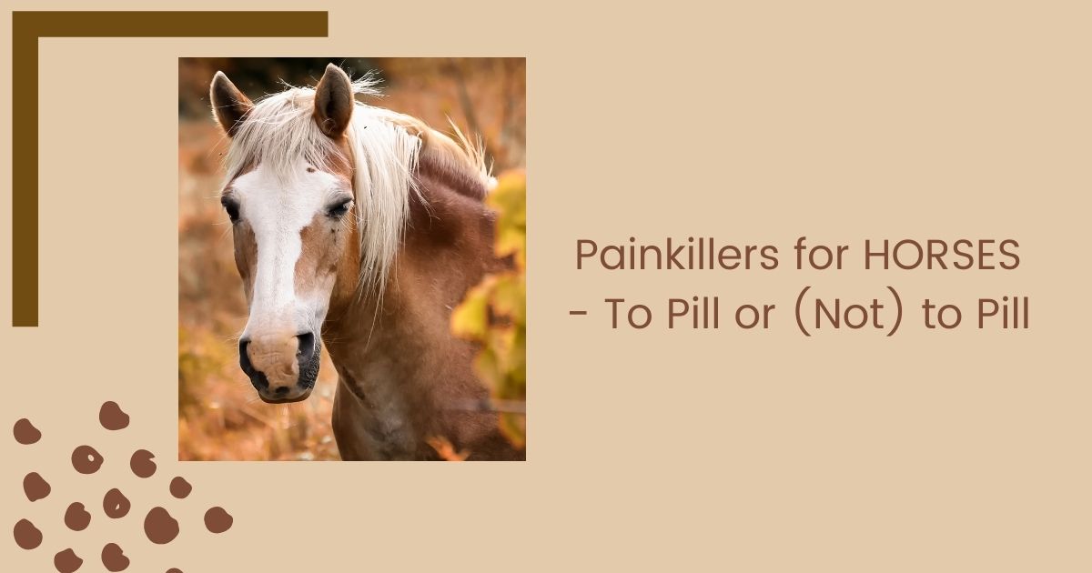 painkillers for horses