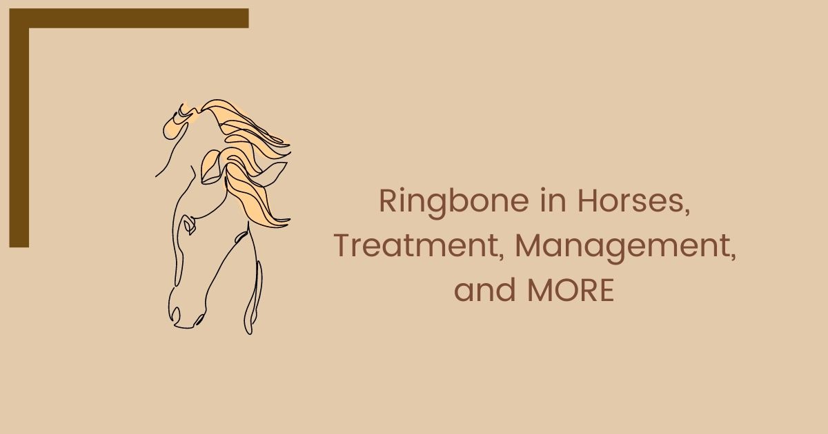 Ringbone in Horses, Treatment, Management, and MORE