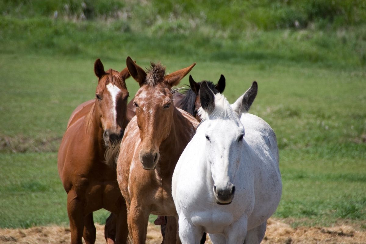 Three different horses