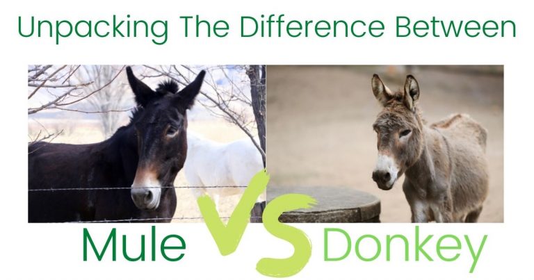 mule vs. donkey