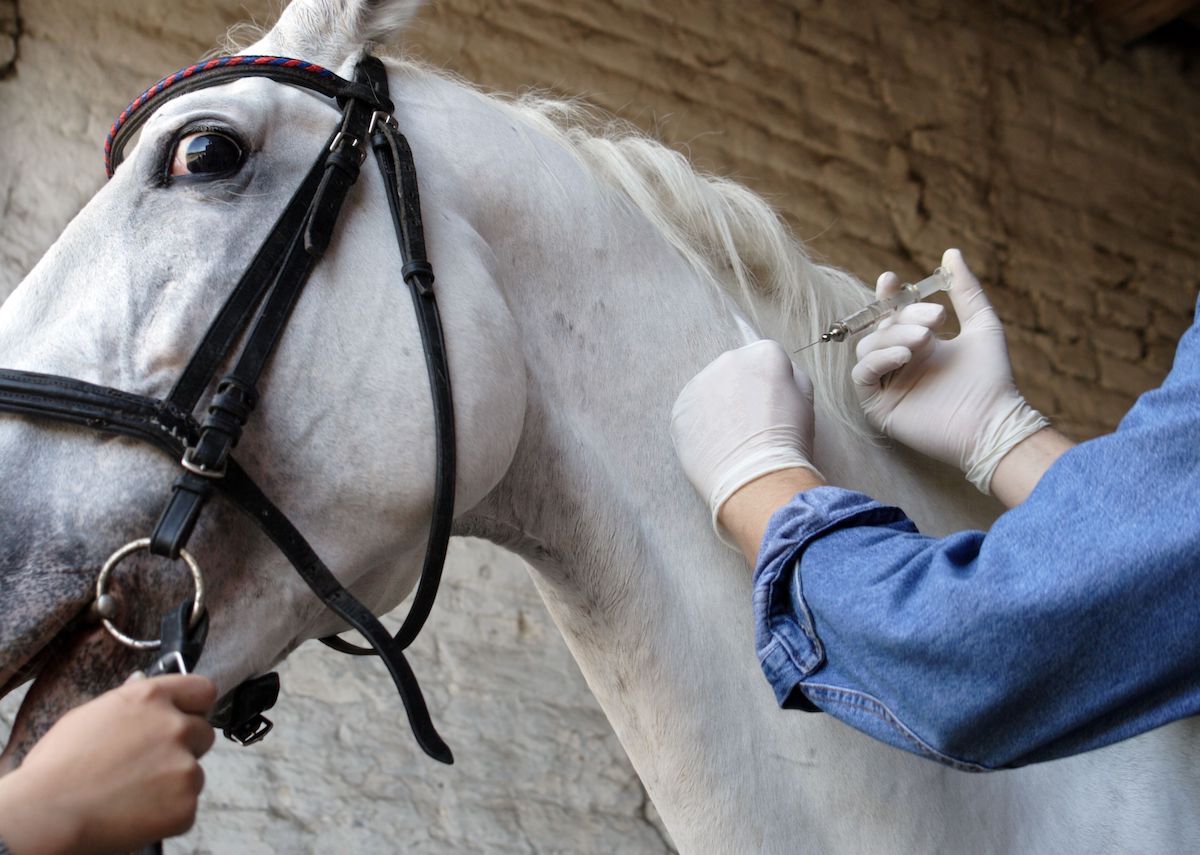 Vet injecting horse in barn