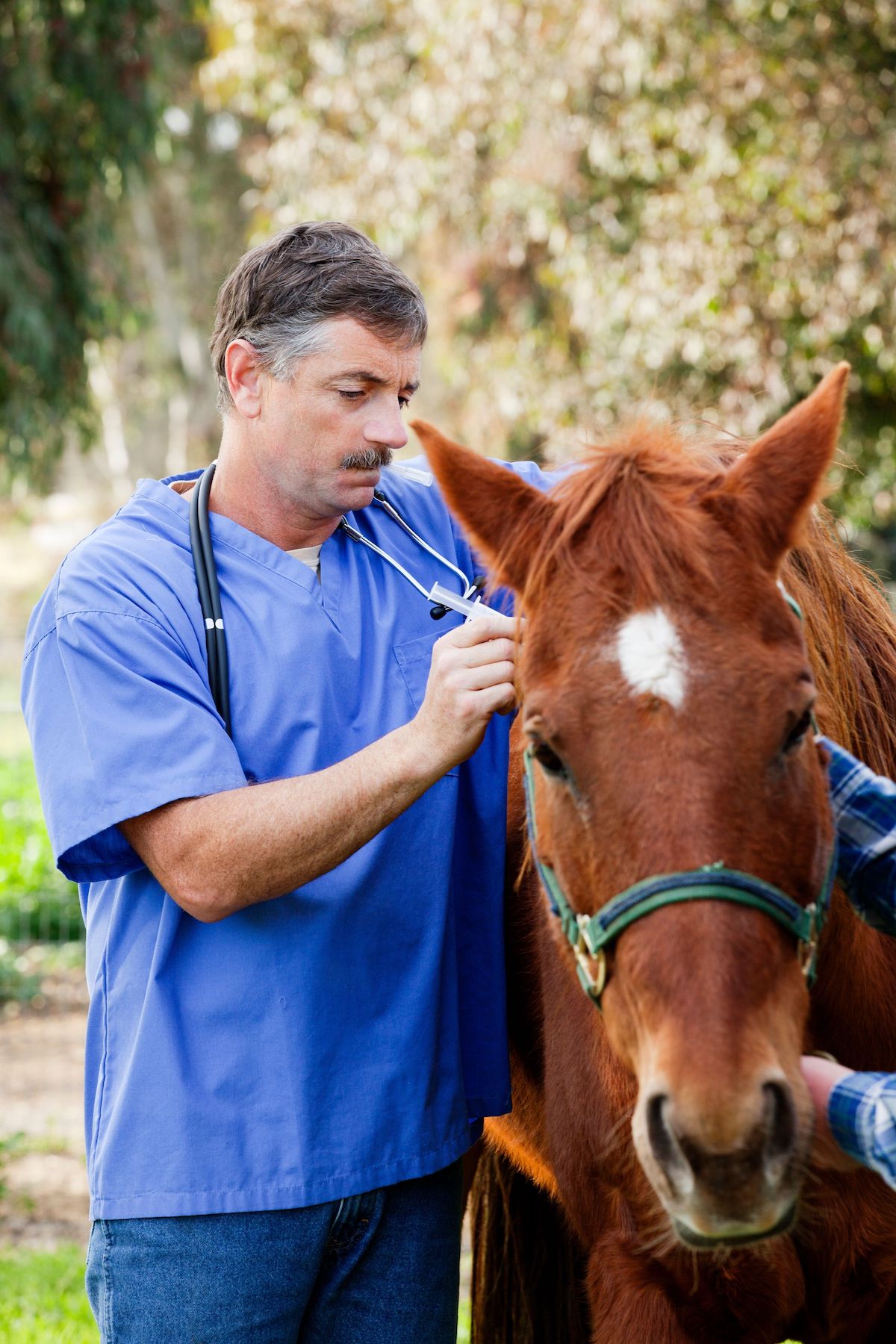 Veterinarian giving a horse injection