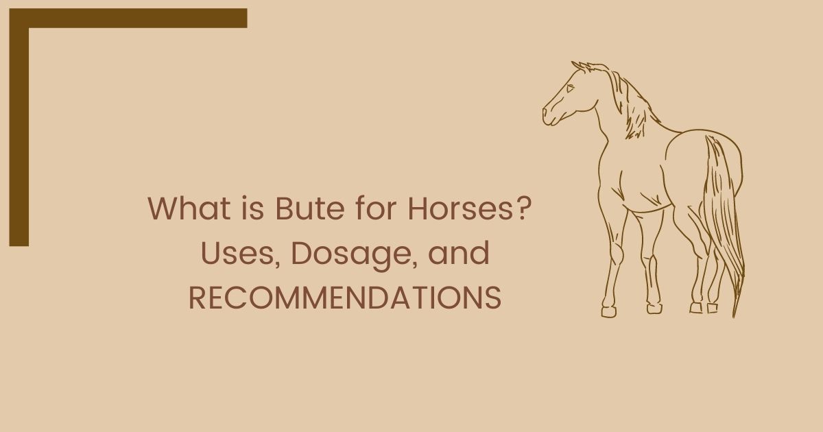 What is Bute for Horses? Uses, Dosage, and RECOMMENDATIONS