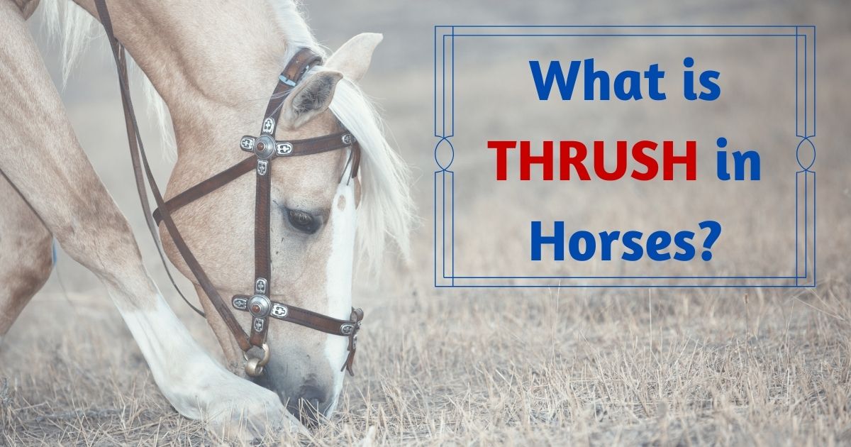 what is thrush in horses