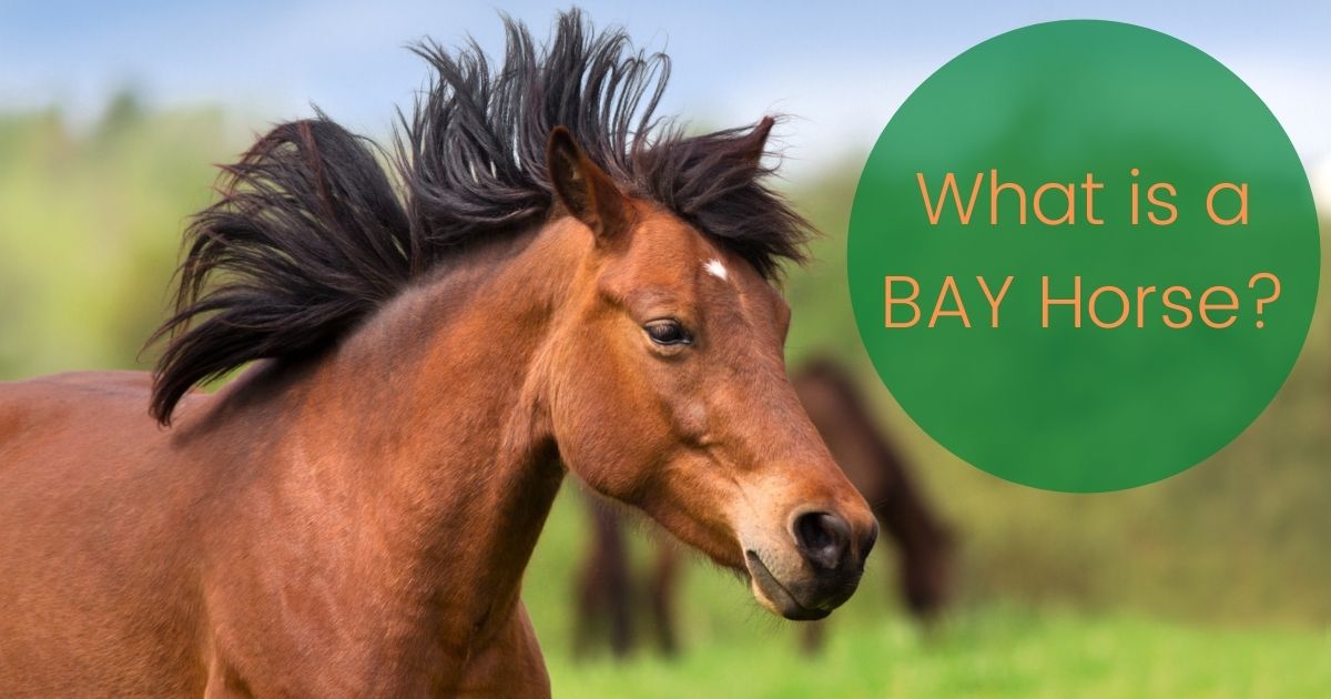 What is a BAY Horse?