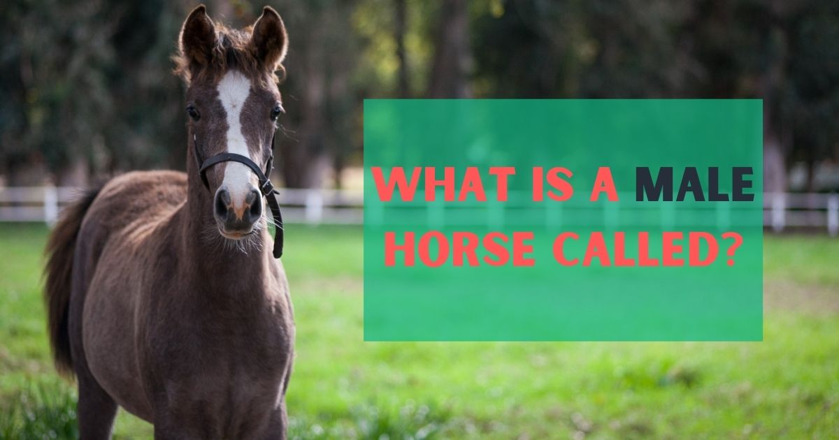 What is a male horse called