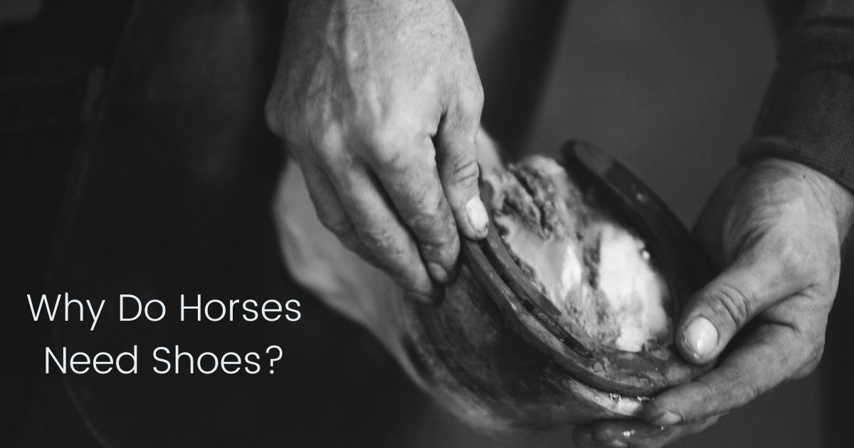 why do horses need shoes