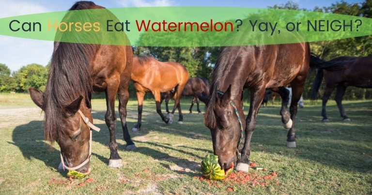 can horses eat watermelon