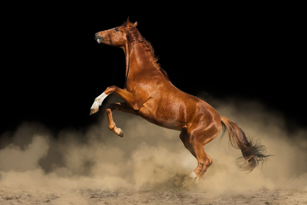chestnut horse in the dust