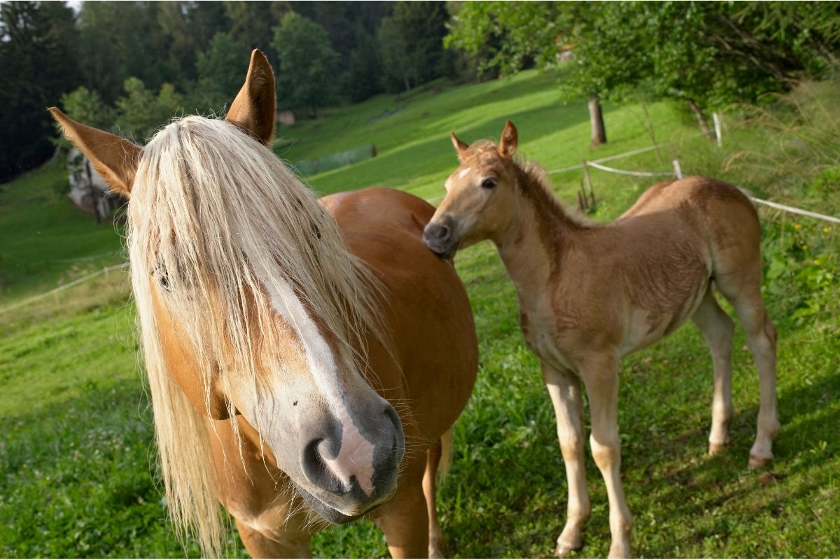 female horse and baby