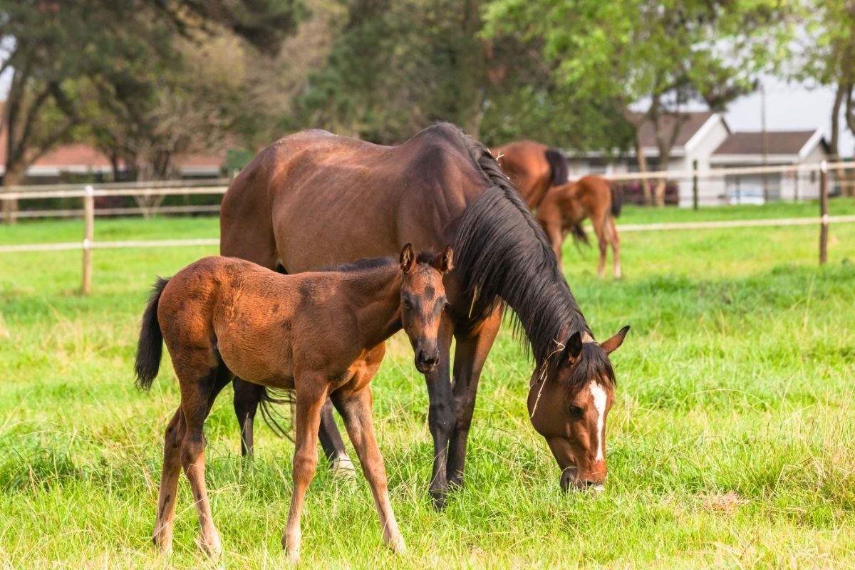 female horse and foal