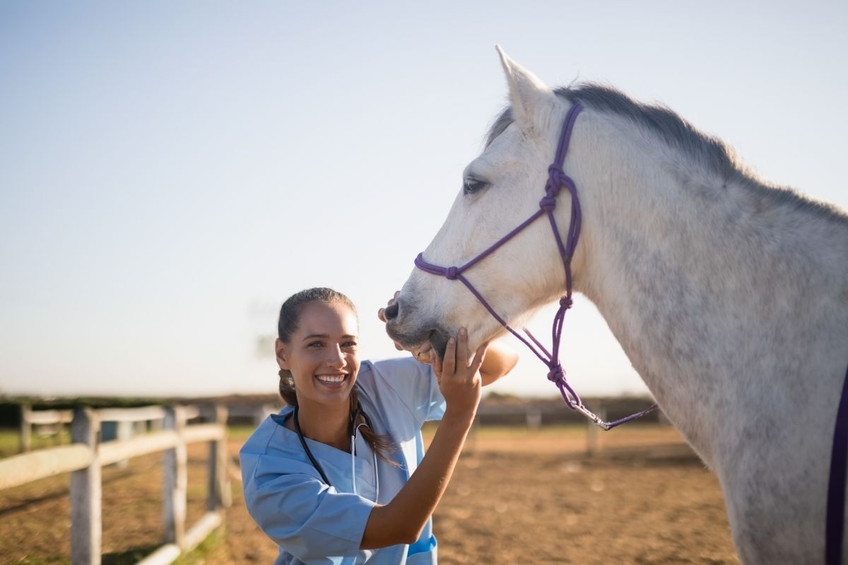 female vet eaxmining horse