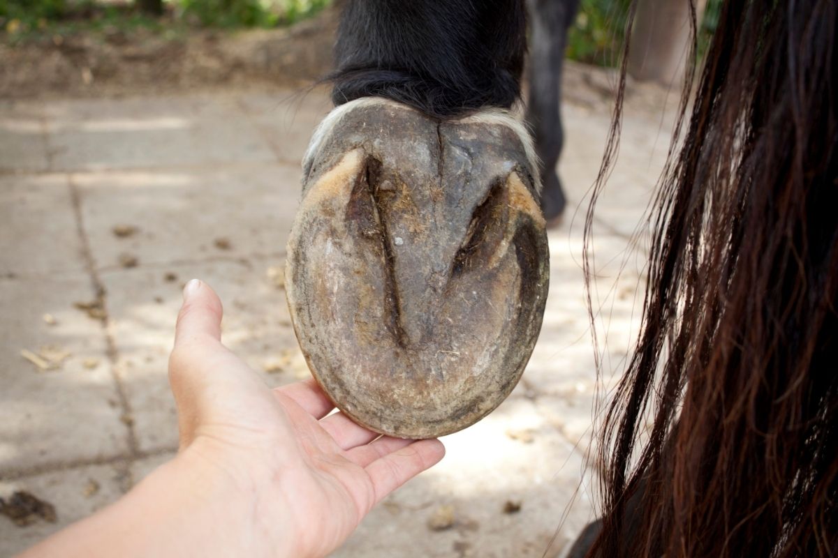 horse barefoot hoof