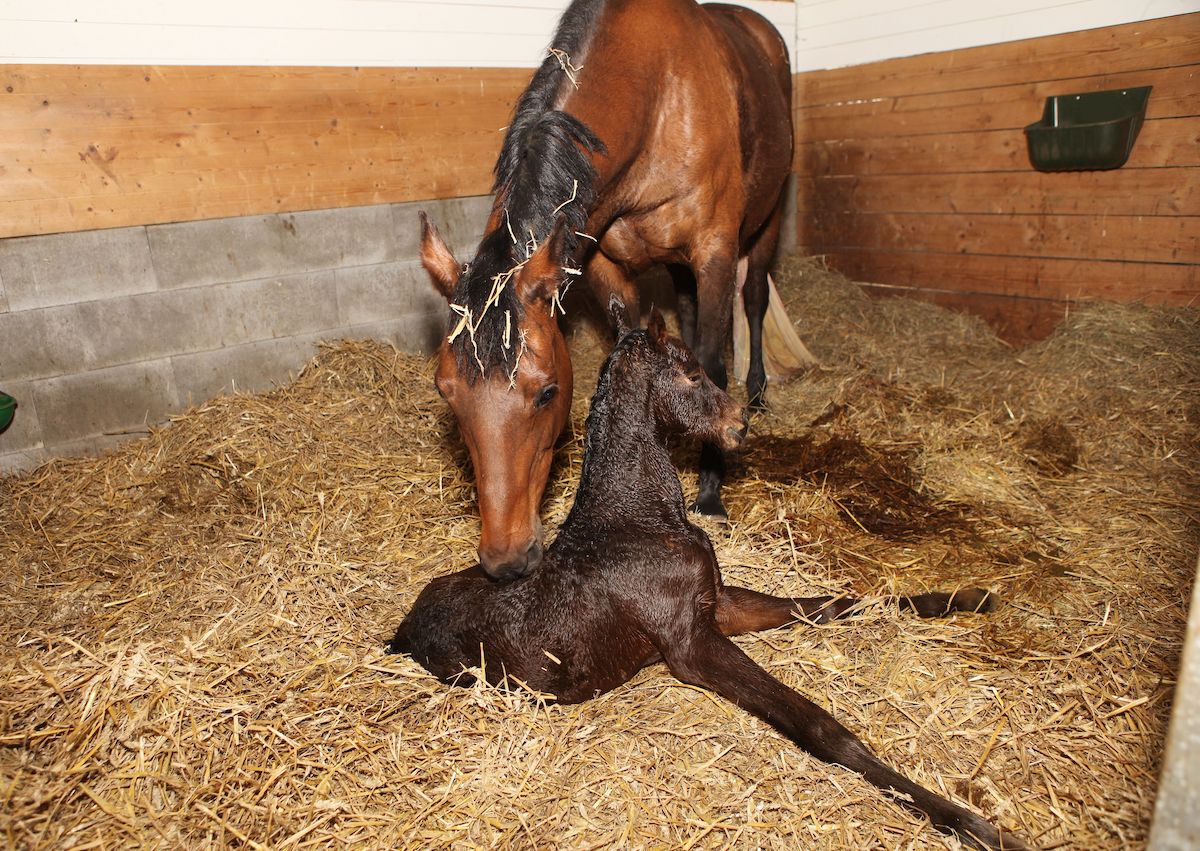 horse birth