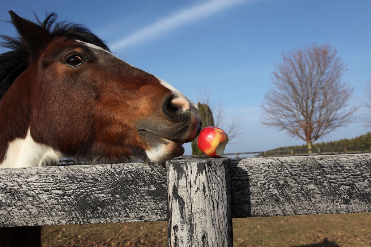 horse eating red apple