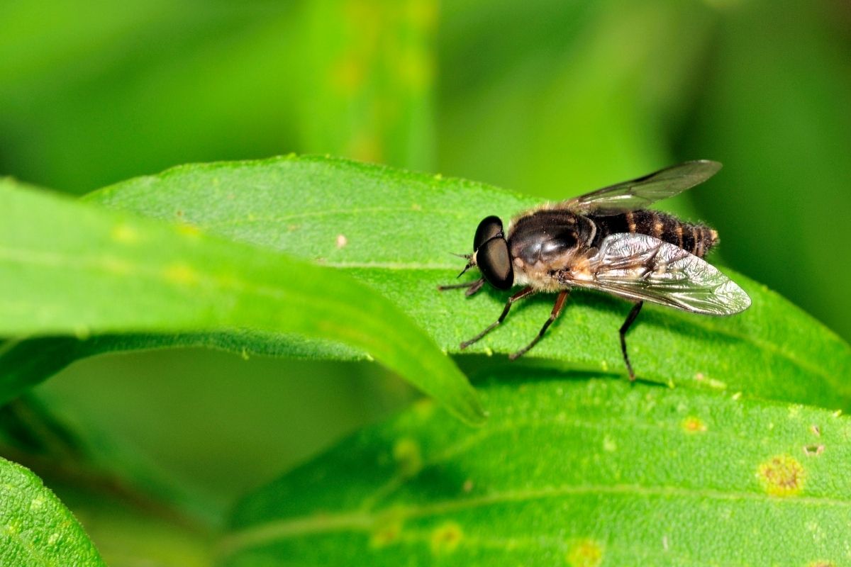 horse fly on the leaf