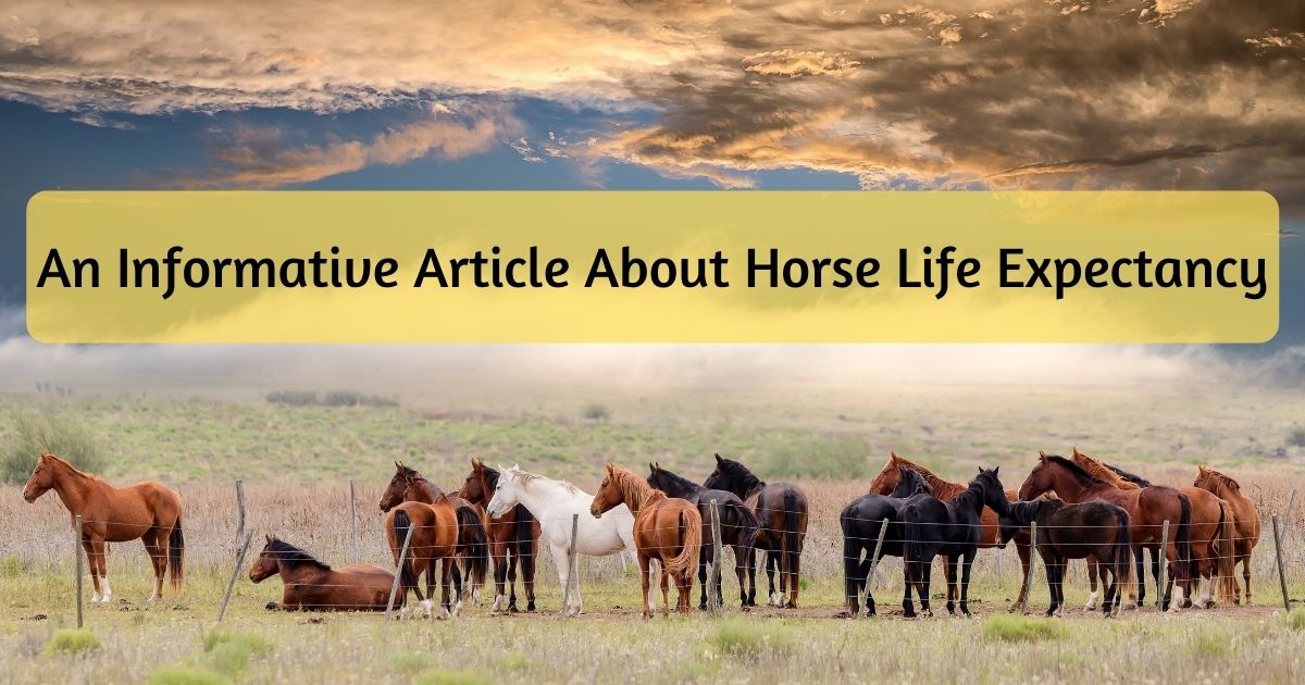 horse life expectancy