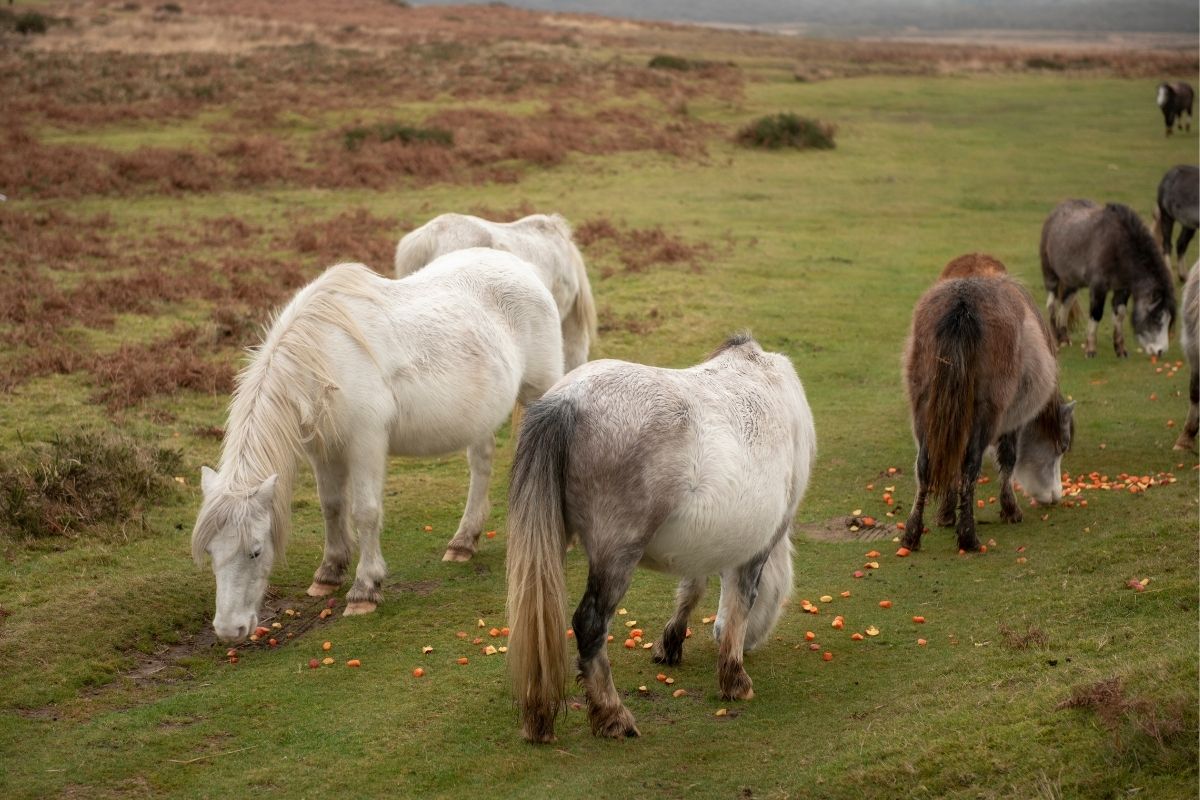 horses eating chopped up raw vegetables