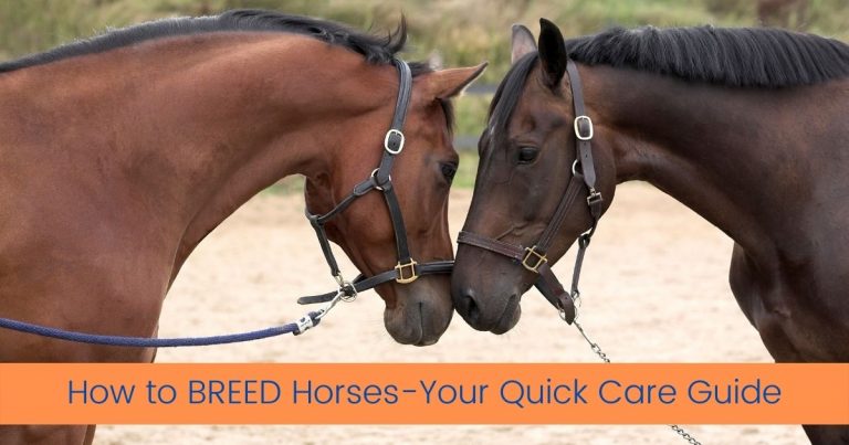 how to breed horses