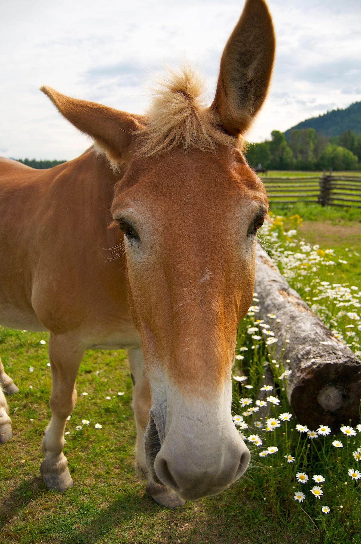 light brown mule