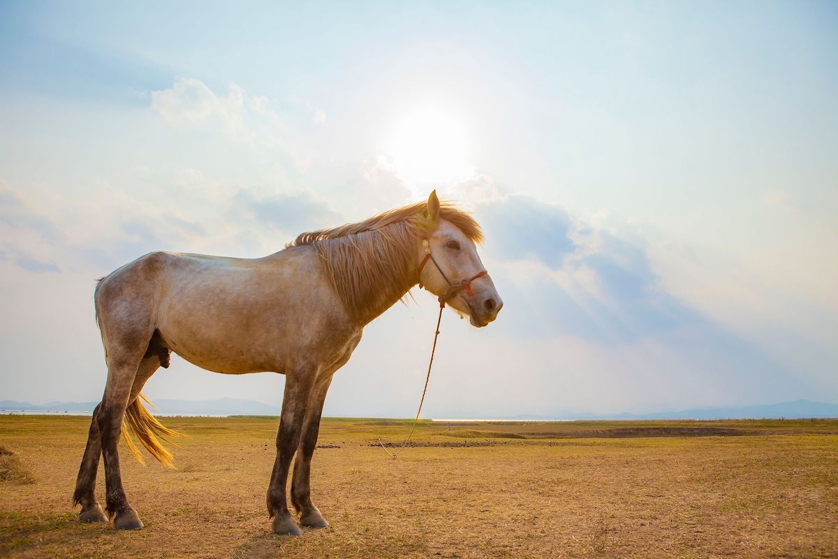 male horse against sun light sky
