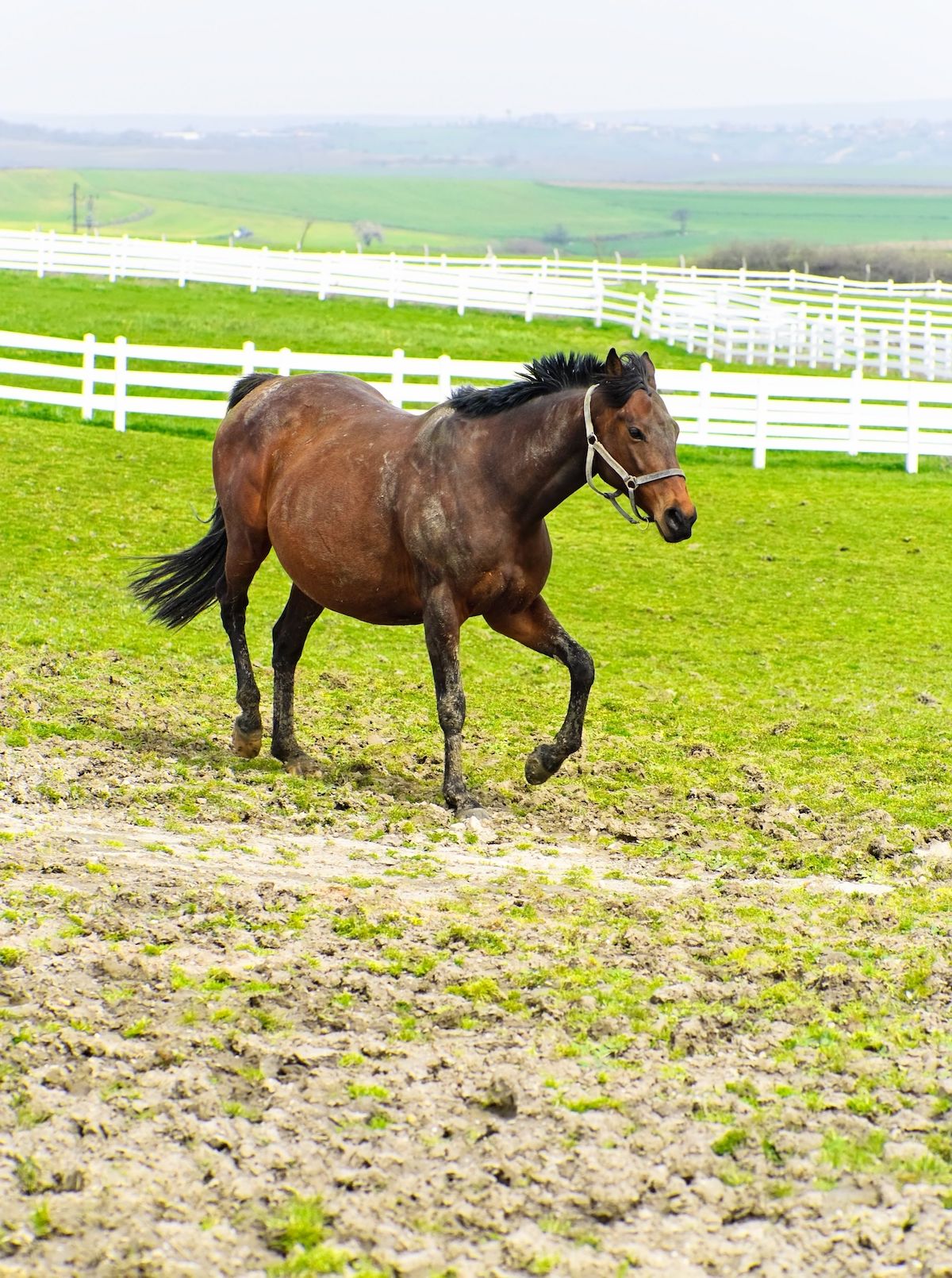 pregnant horse training