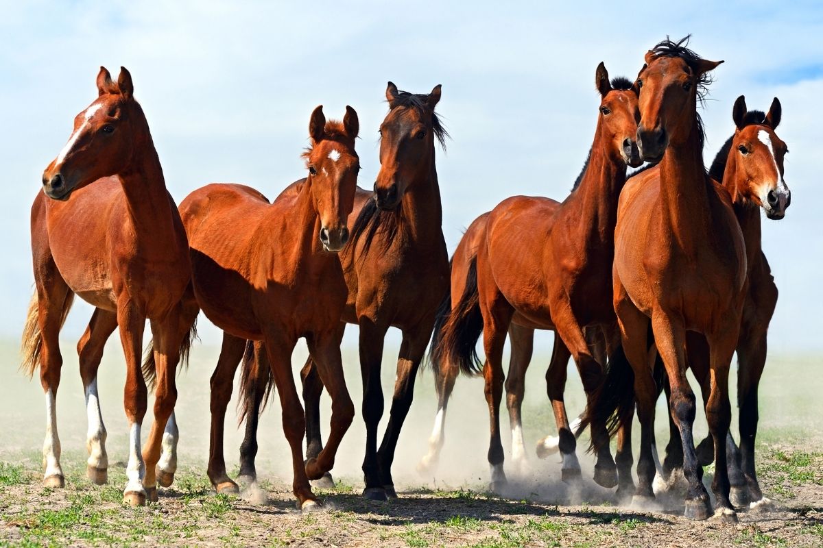 six brown horses